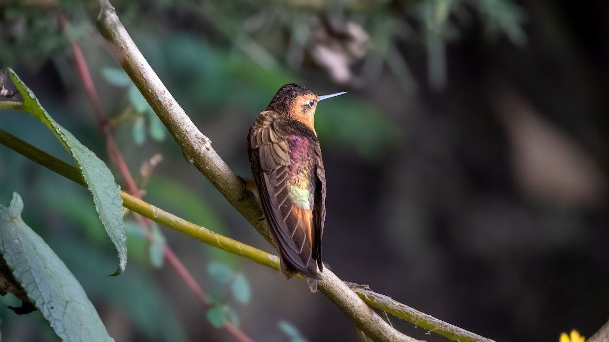 Shining Sunbeam - ML645074747