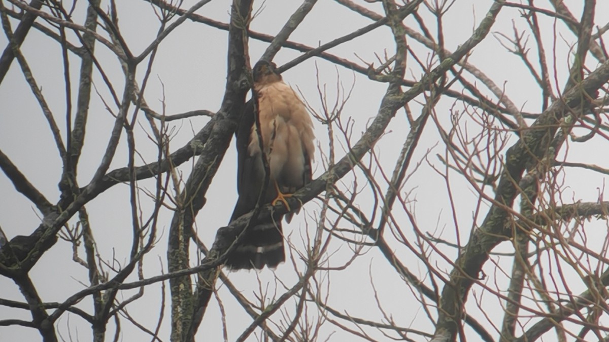 Яструб неотропічний - ML645074755