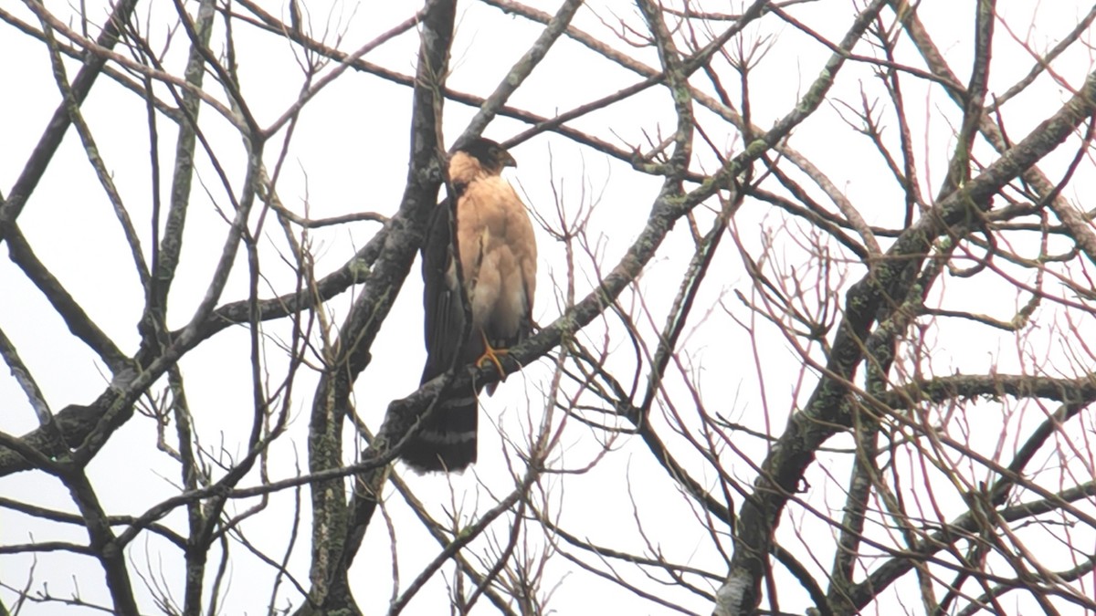 Яструб неотропічний - ML645074756