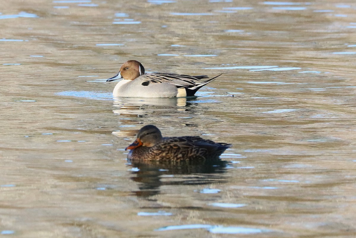 Northern Pintail - ML645074767