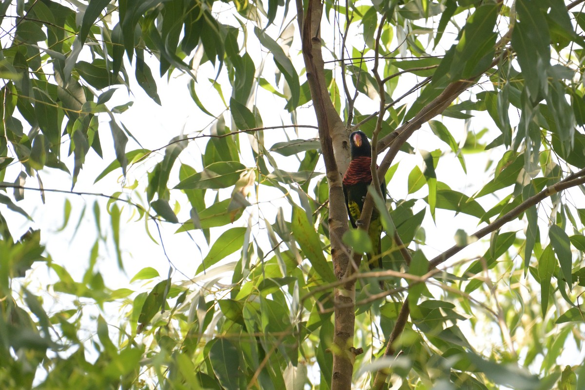 Coconut Lorikeet - ML645074770