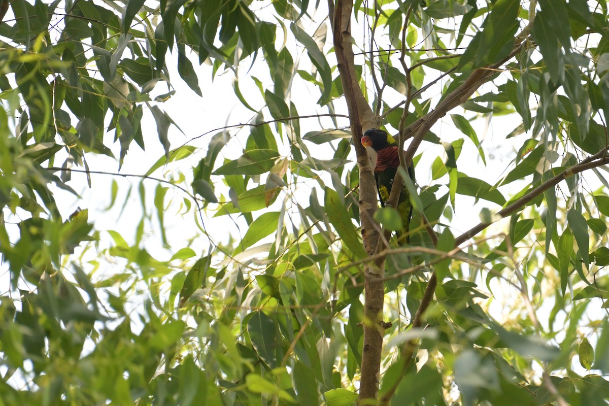 Coconut Lorikeet - ML645074771