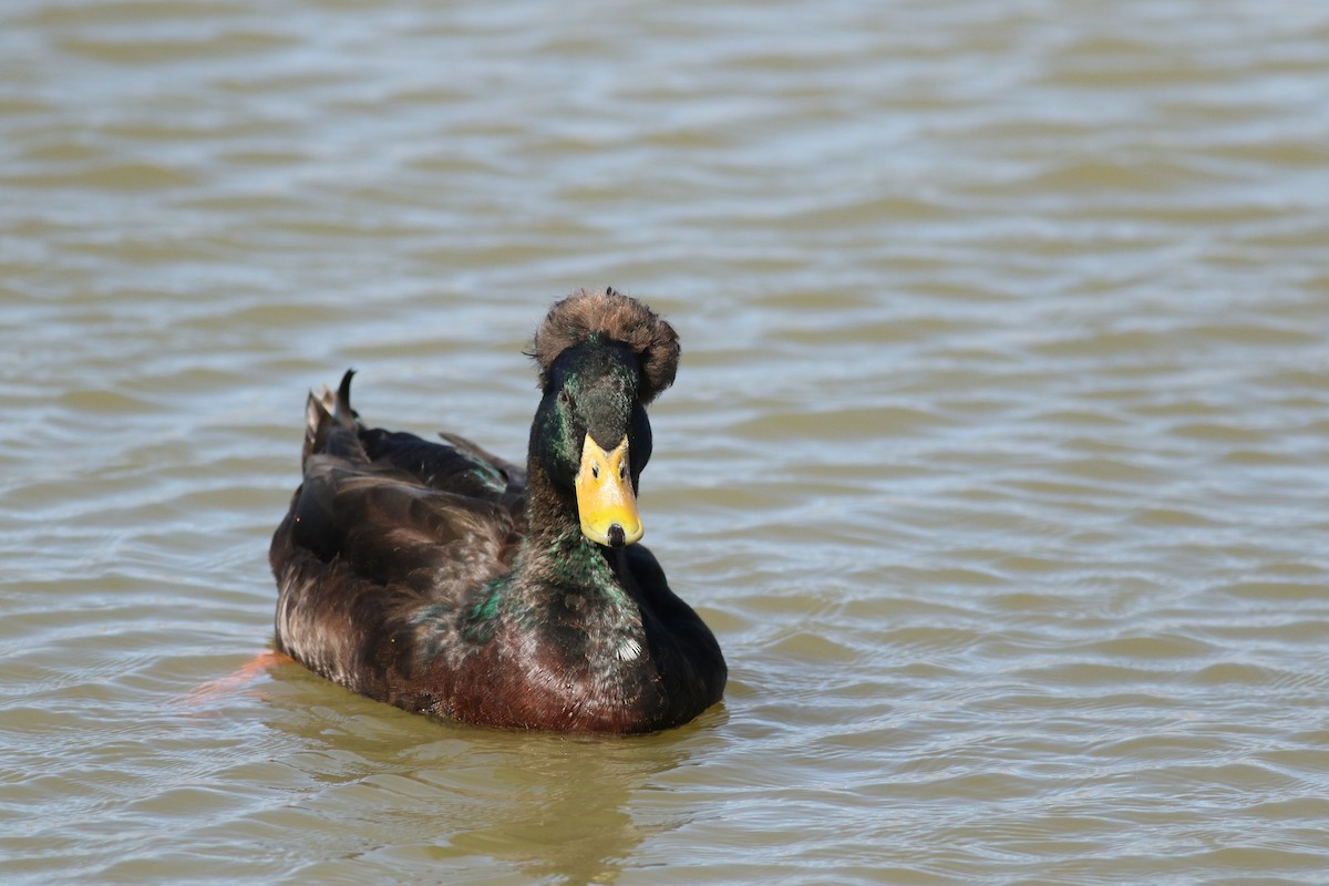 Mallard (Domestic type) - ML645074782