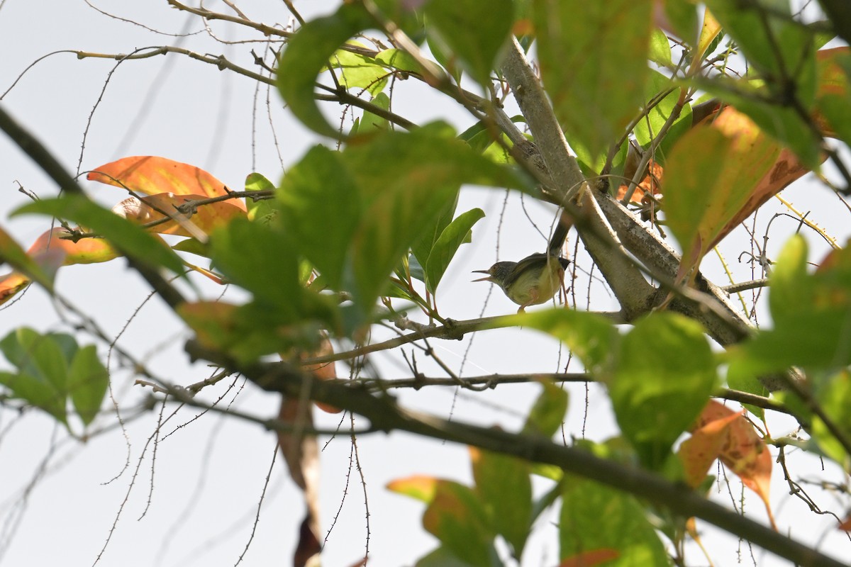 langstjertskredderfugl - ML645074786