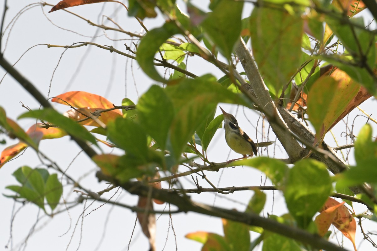 langstjertskredderfugl - ML645074787