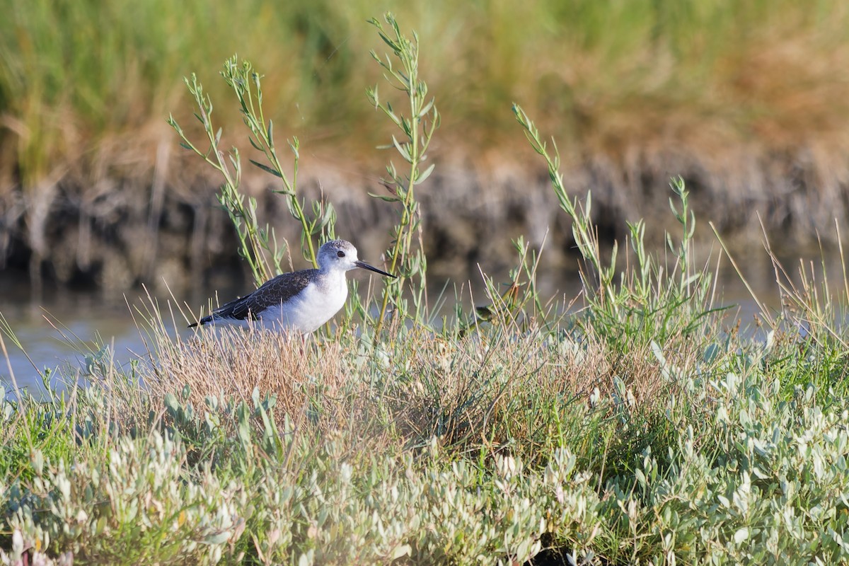 Zankaluze eurasiarra - ML645074811