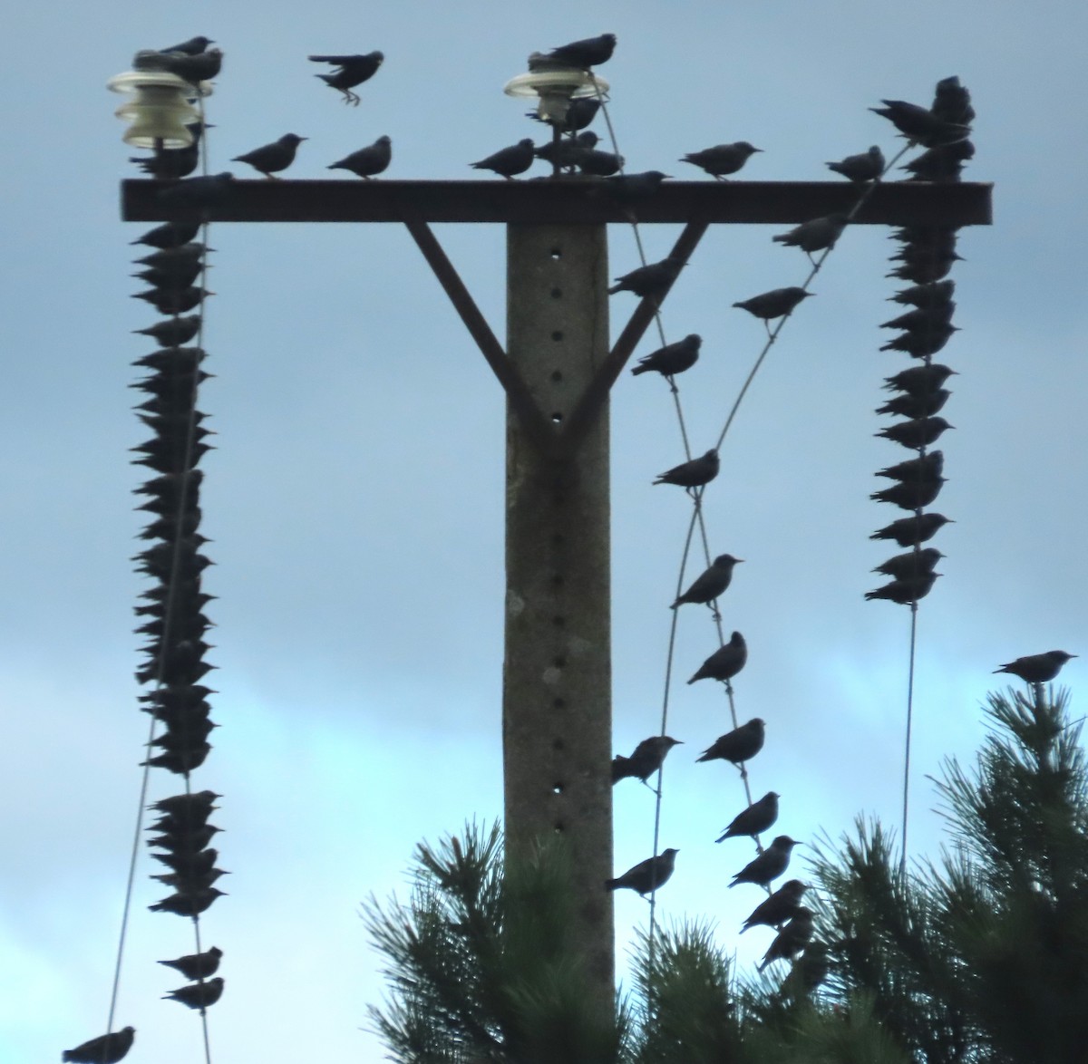 Arabazozo beltza - ML645074816