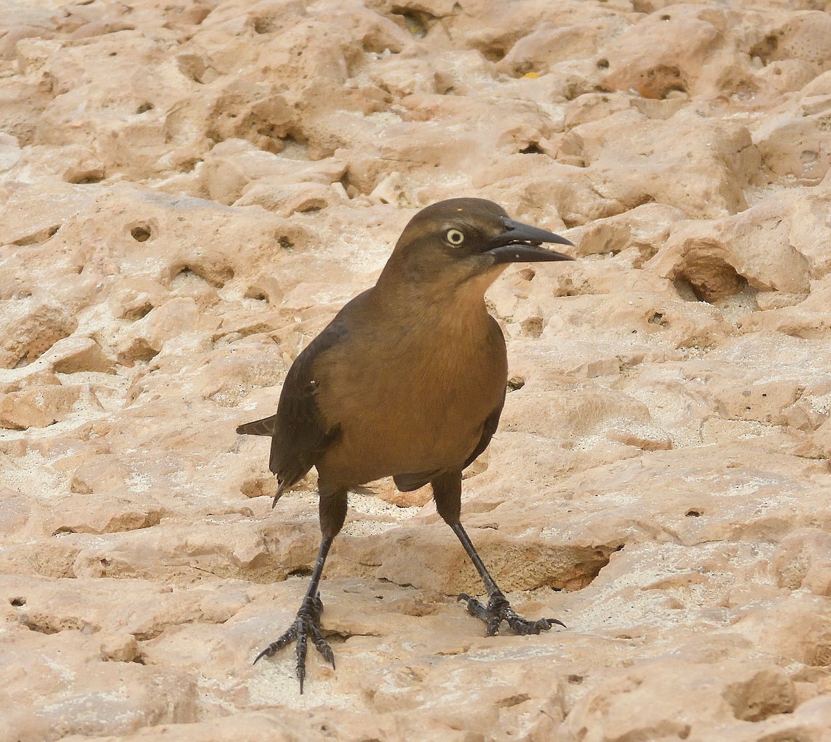 Great-tailed Grackle - ML645074827