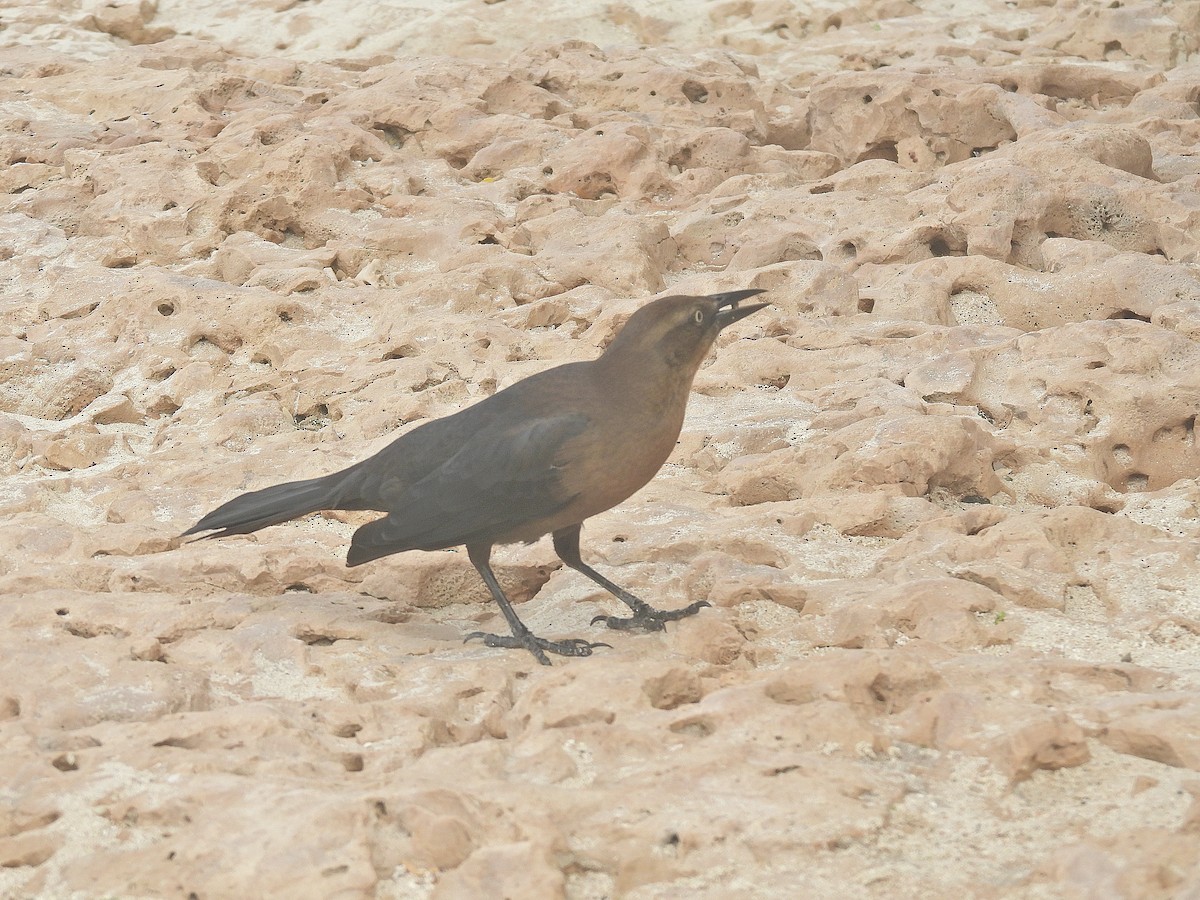 Great-tailed Grackle - ML645074830