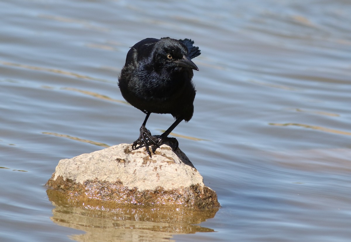 Great-tailed Grackle - ML645074832