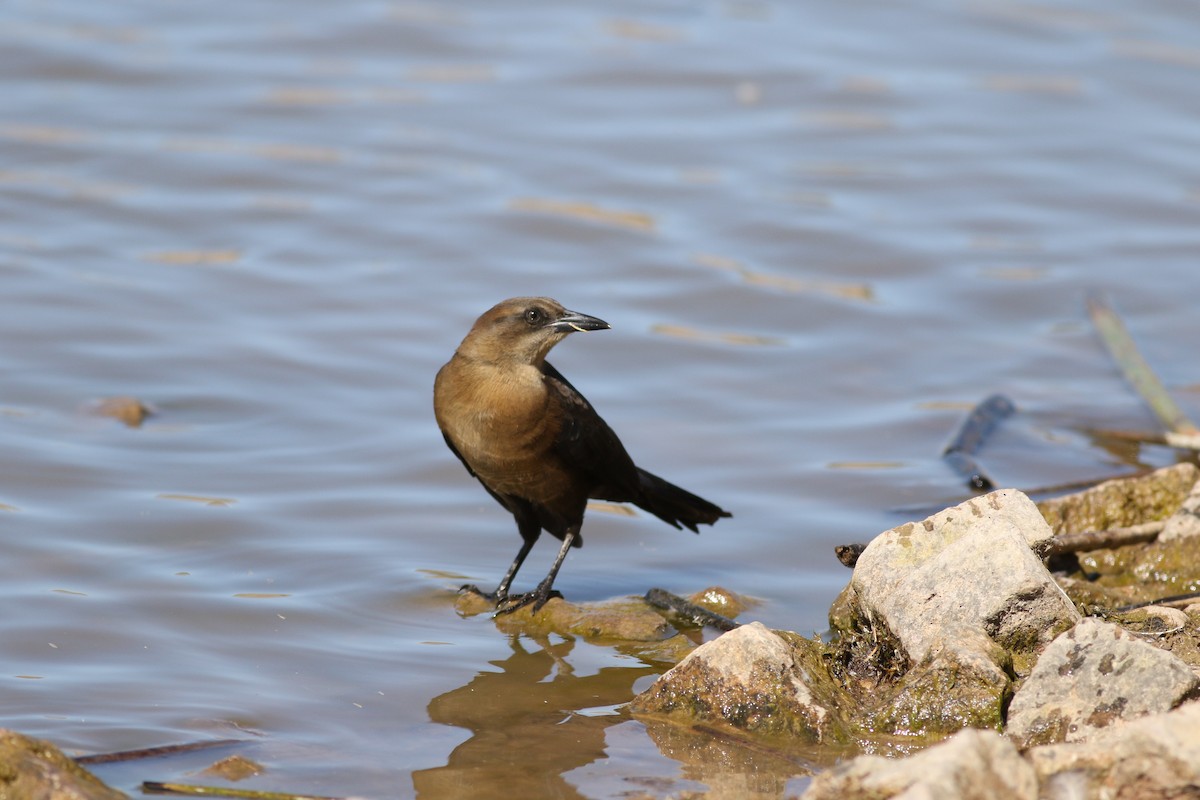 Great-tailed Grackle - ML645074834