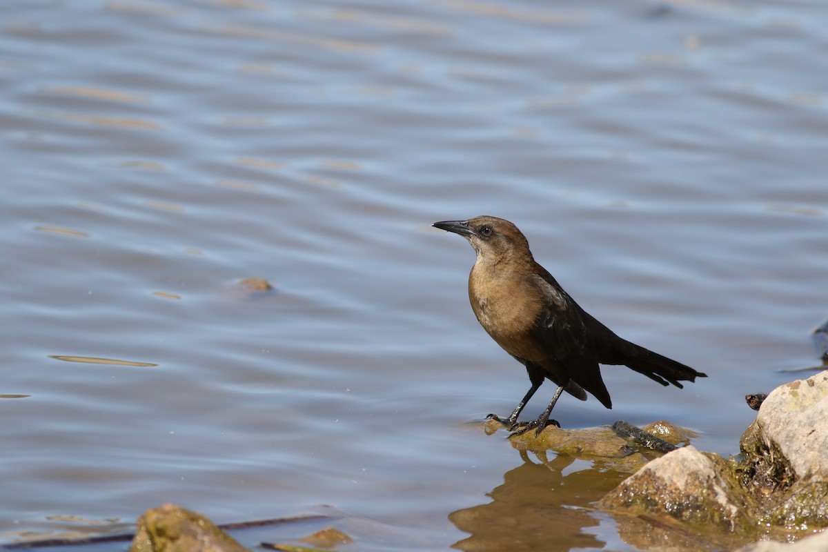 Great-tailed Grackle - ML645074835