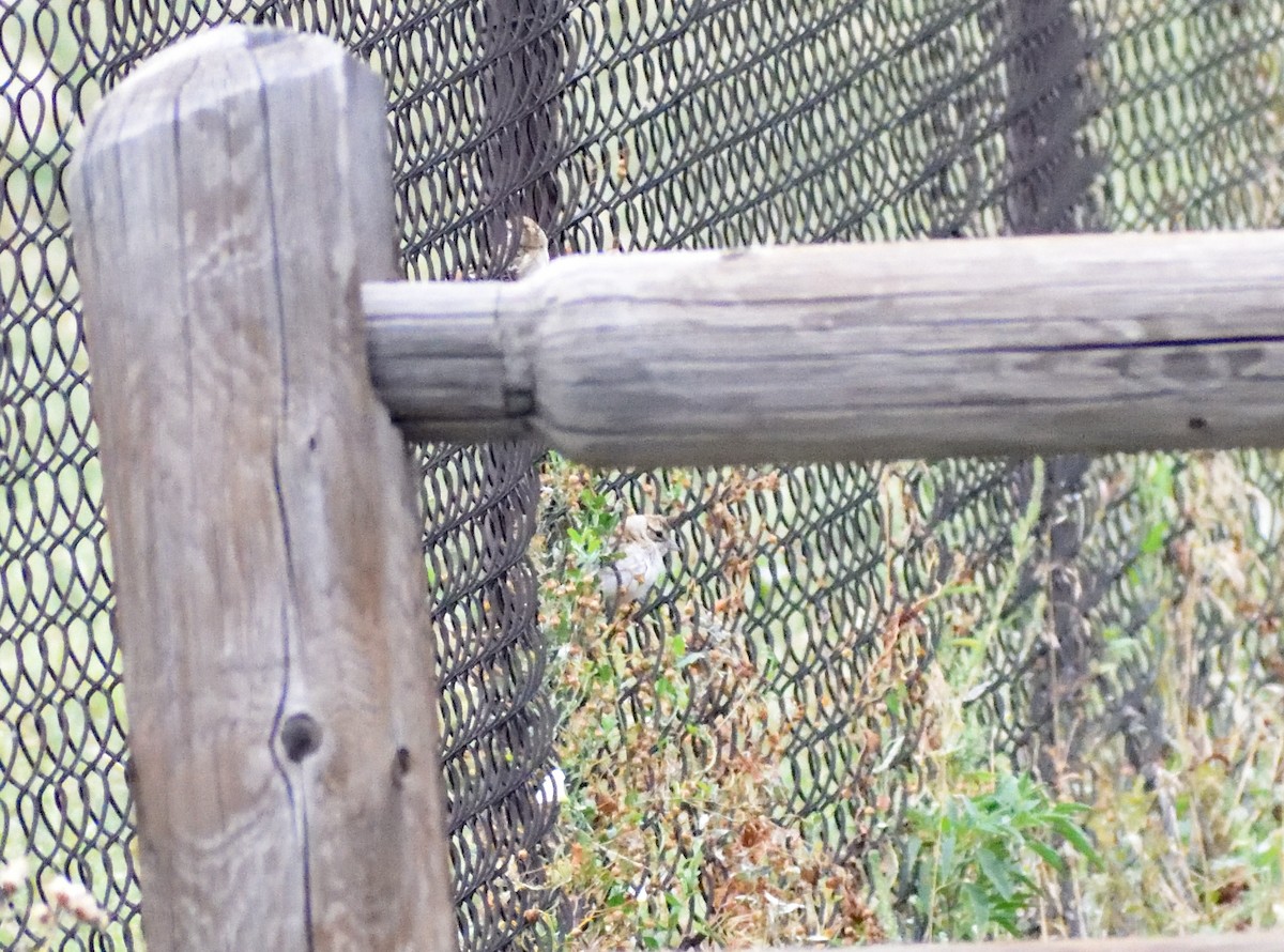 Lark Sparrow - ML645074844