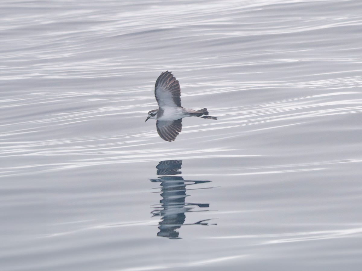 White-faced Storm-Petrel - ML645074845