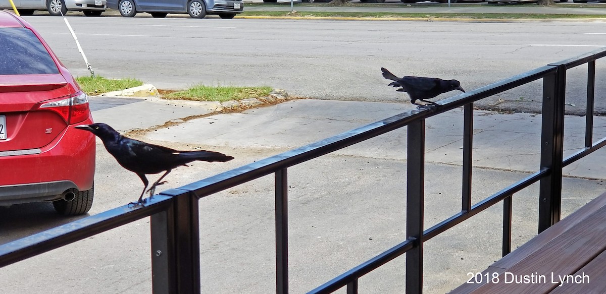 Great-tailed Grackle - ML645074848