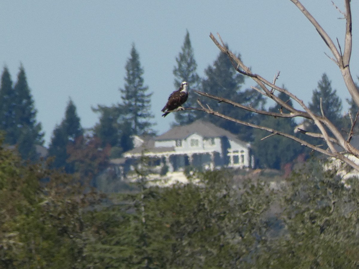 Osprey - ML645074858