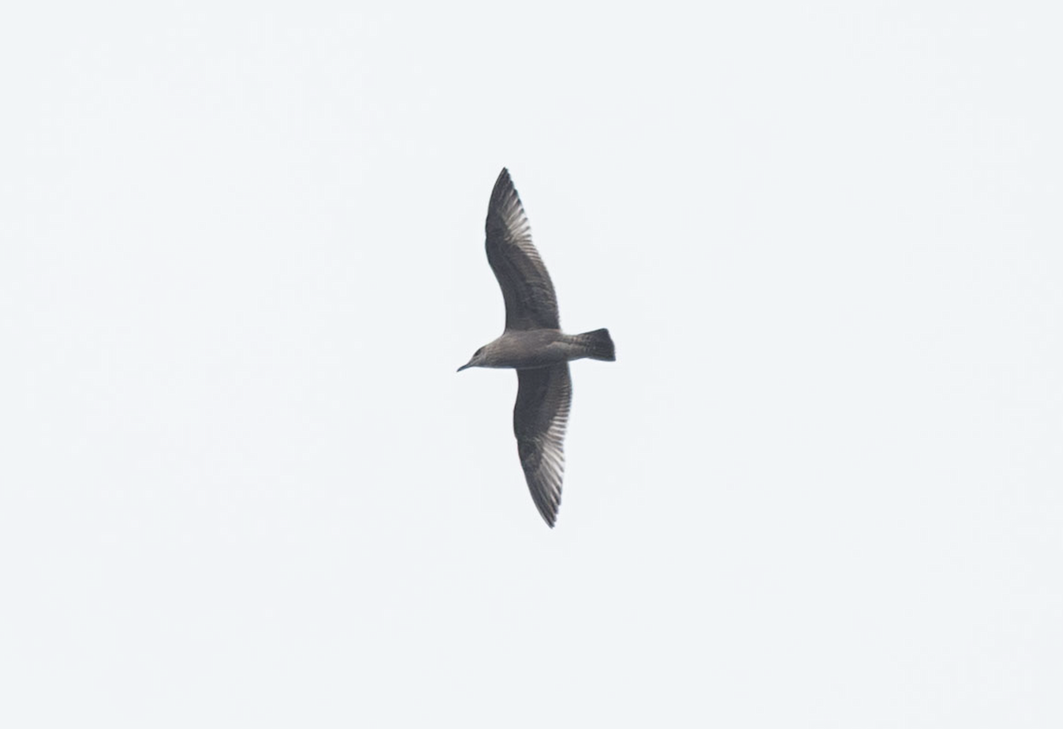 Iceland Gull (Thayer's) - ML645074862