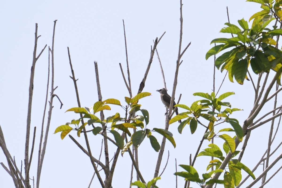 Yellow-vented Bulbul - ML645074863
