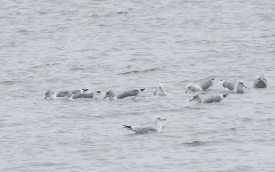 California Gull - ML645074867