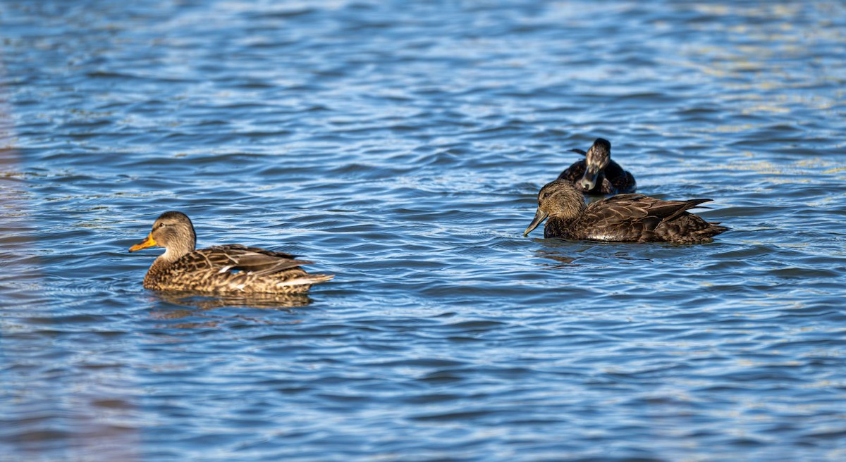 American Black Duck - ML645074868