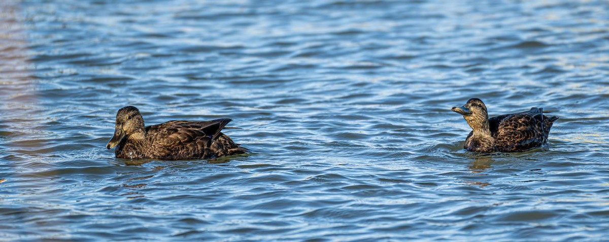 American Black Duck - ML645074869