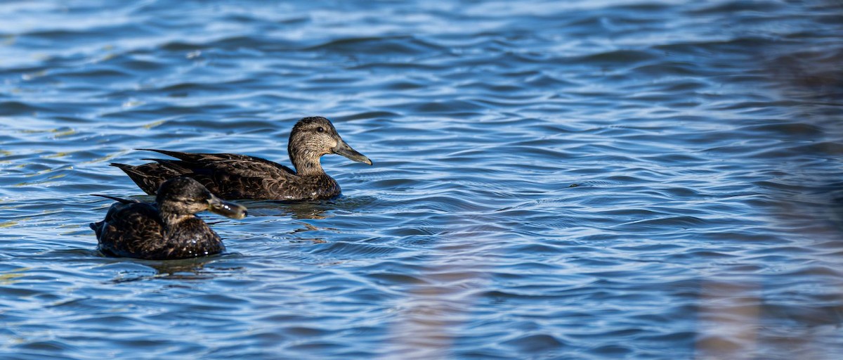 American Black Duck - ML645074870