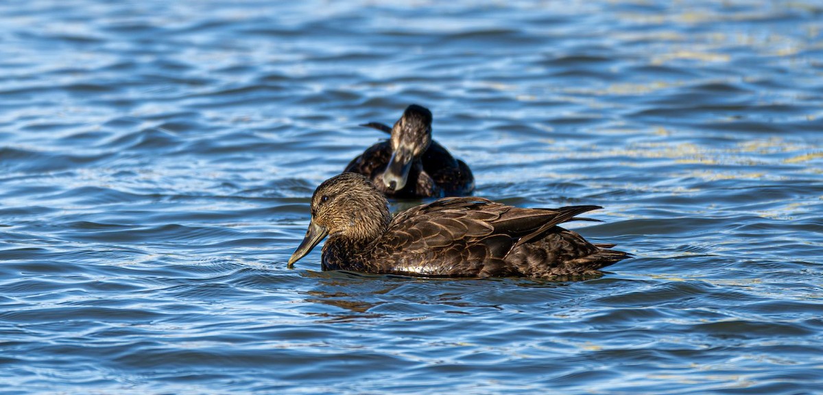 American Black Duck - ML645074871