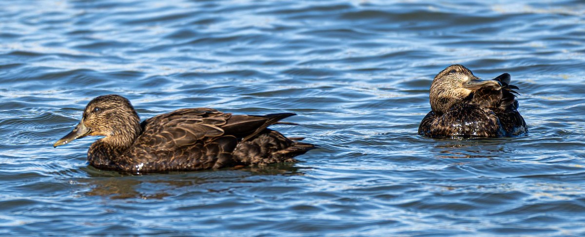 American Black Duck - ML645074872