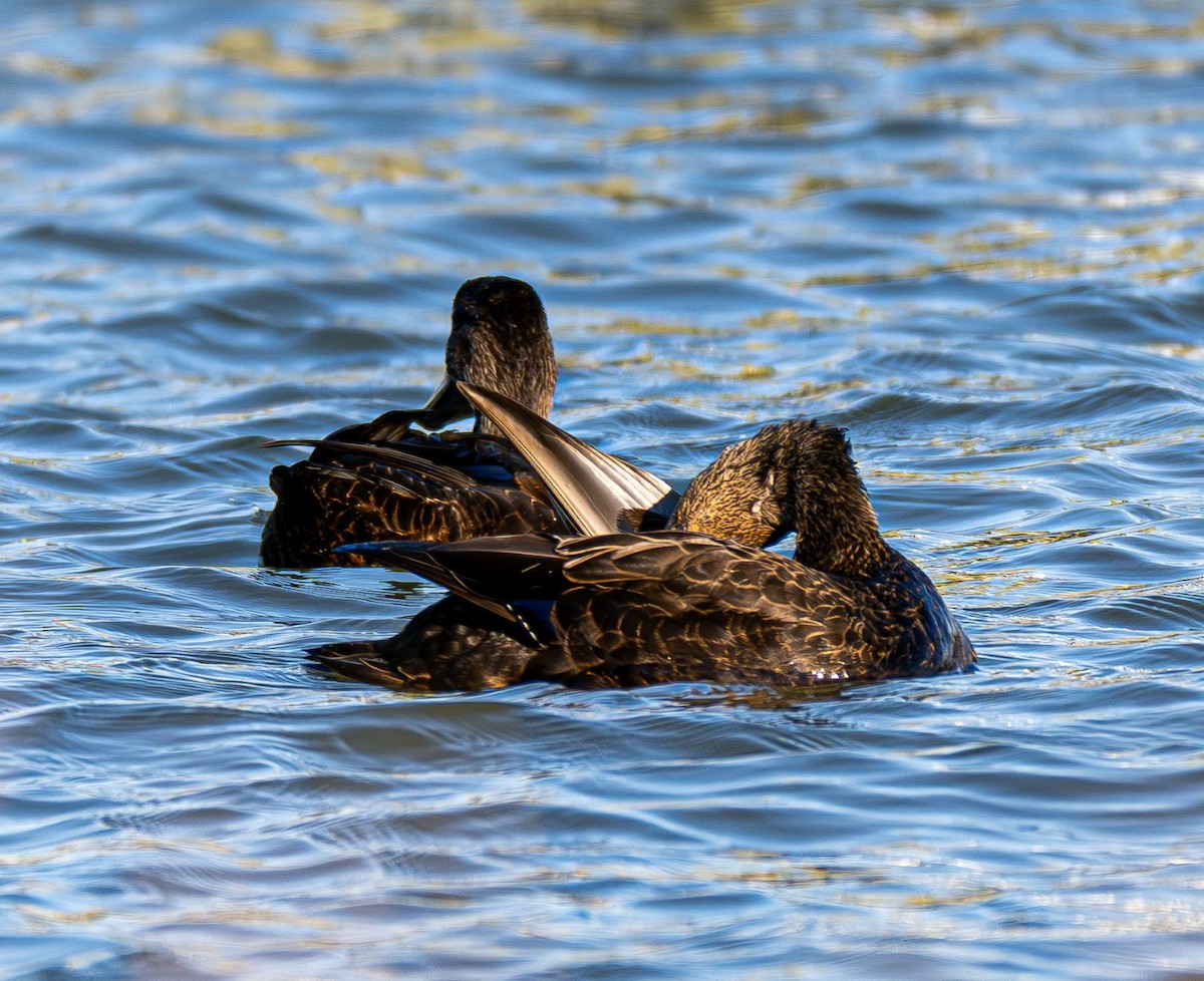 American Black Duck - ML645074873