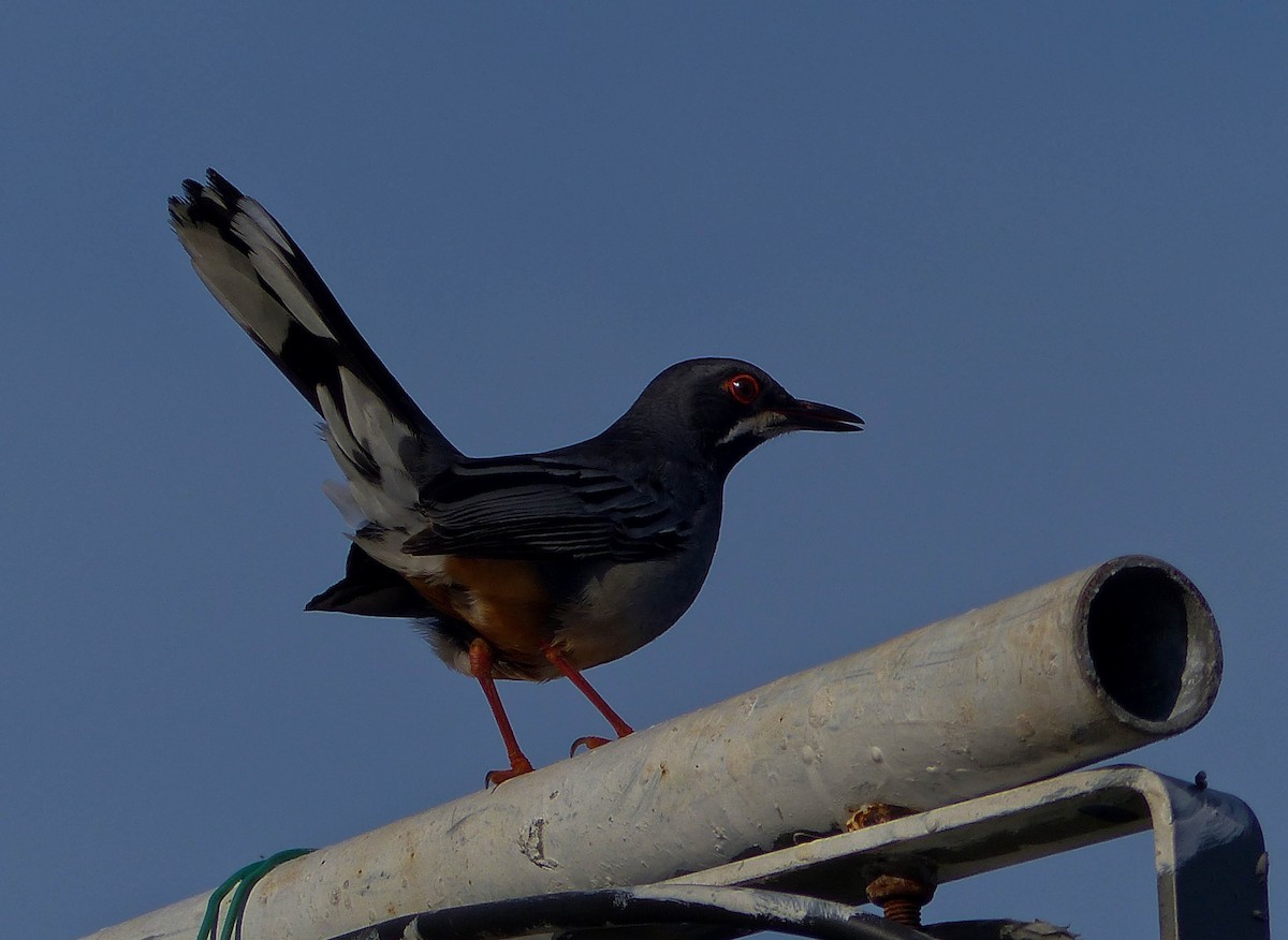 Western Red-legged Thrush - ML645074874