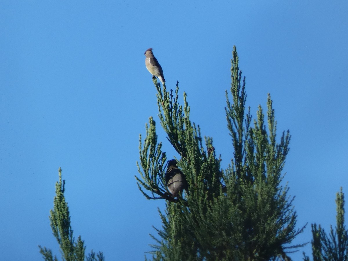 Cedar Waxwing - ML645074875
