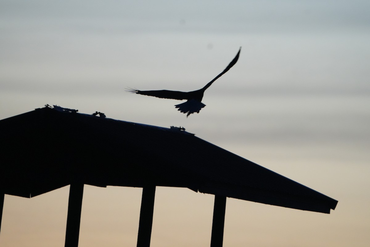 Bald Eagle - ML645074876