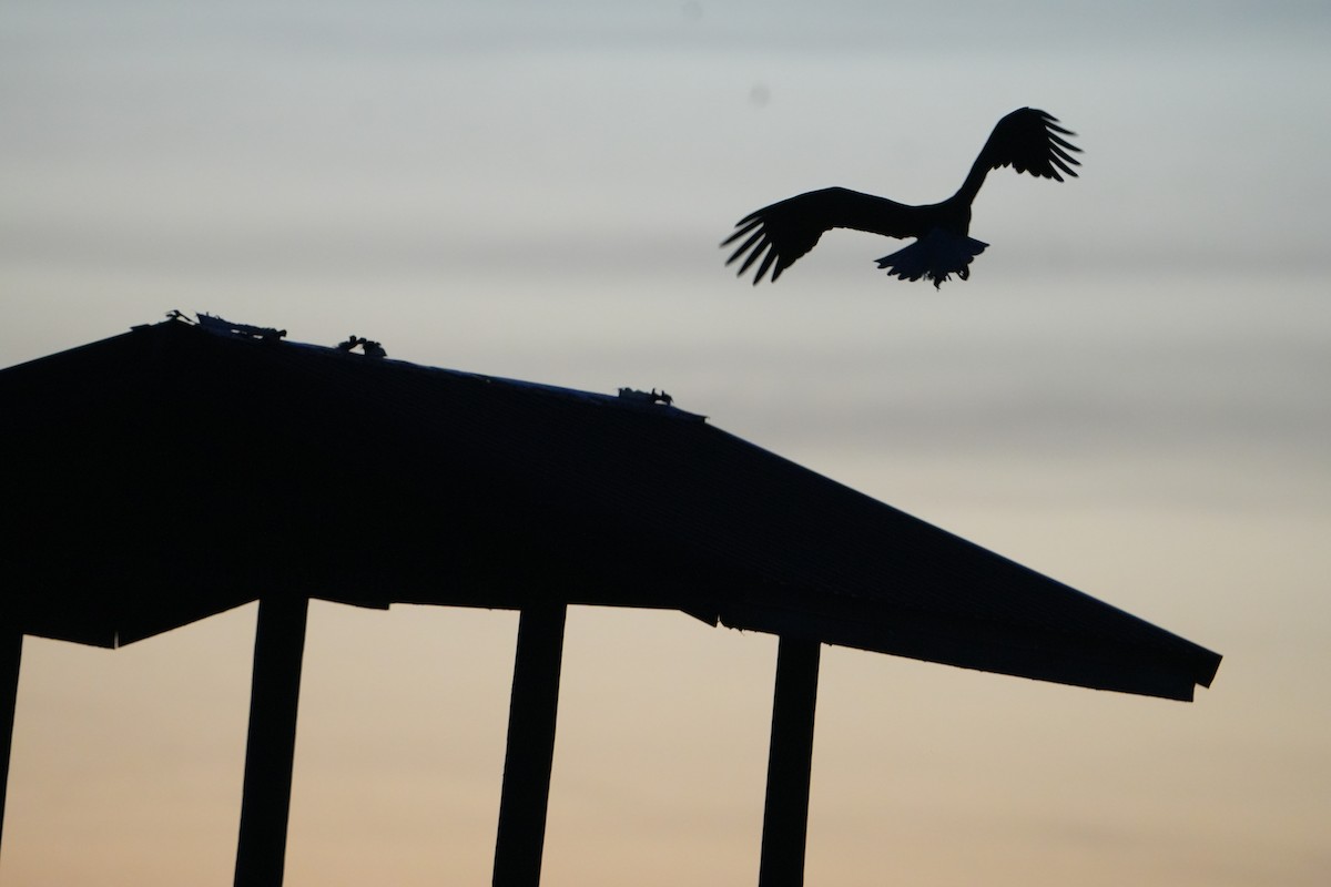 Bald Eagle - ML645074877