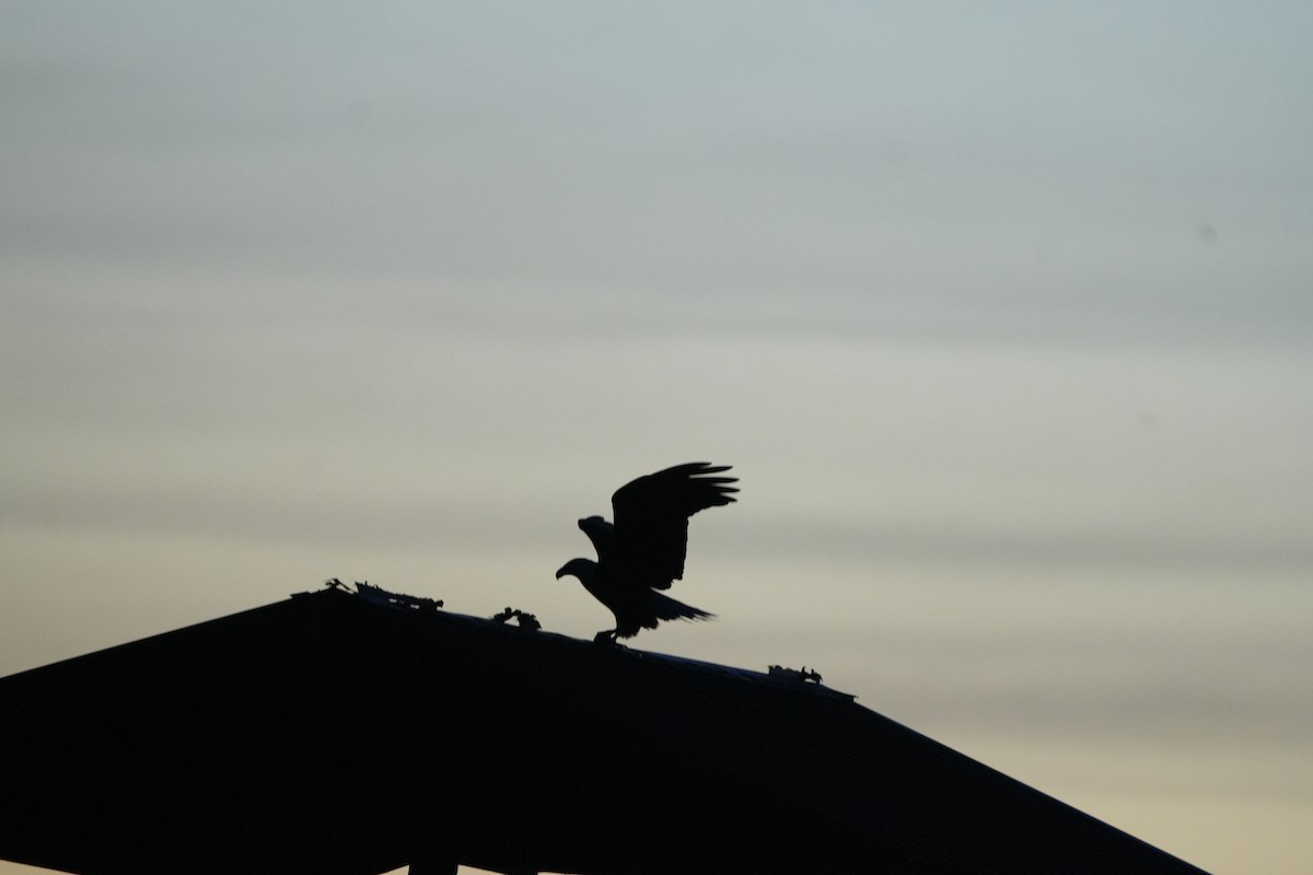 Bald Eagle - ML645074878