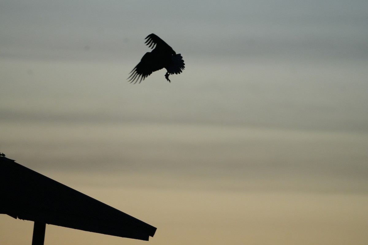 Bald Eagle - ML645074881