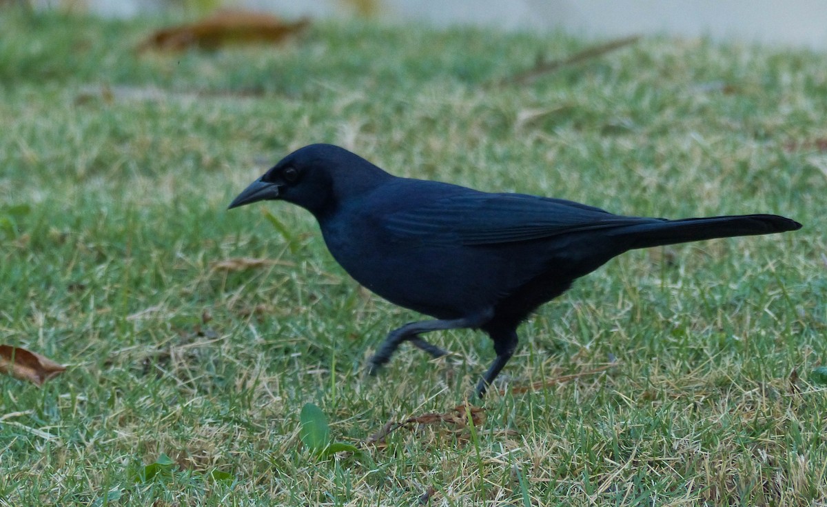 Cuban Blackbird - ML645074886