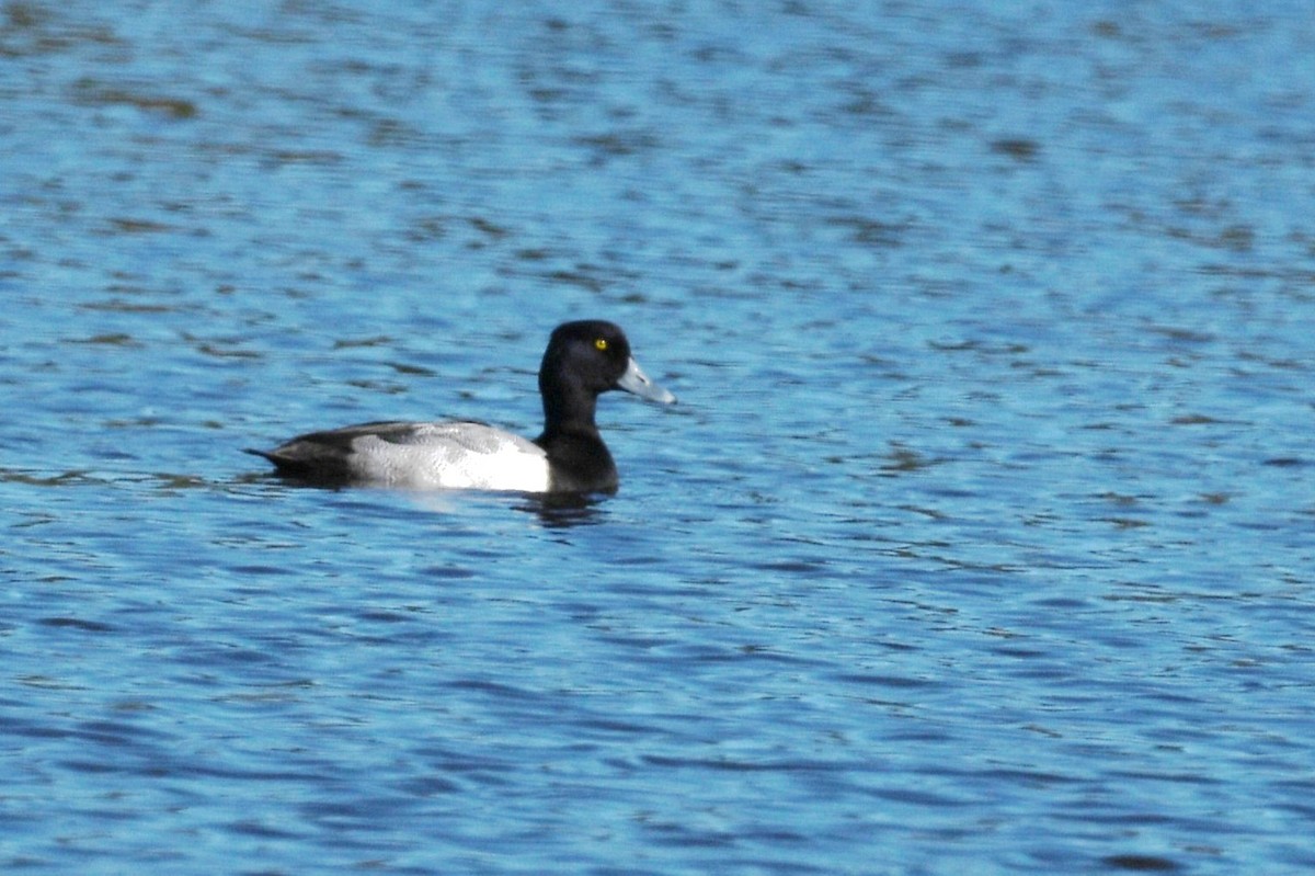 Lesser Scaup - ML645074887