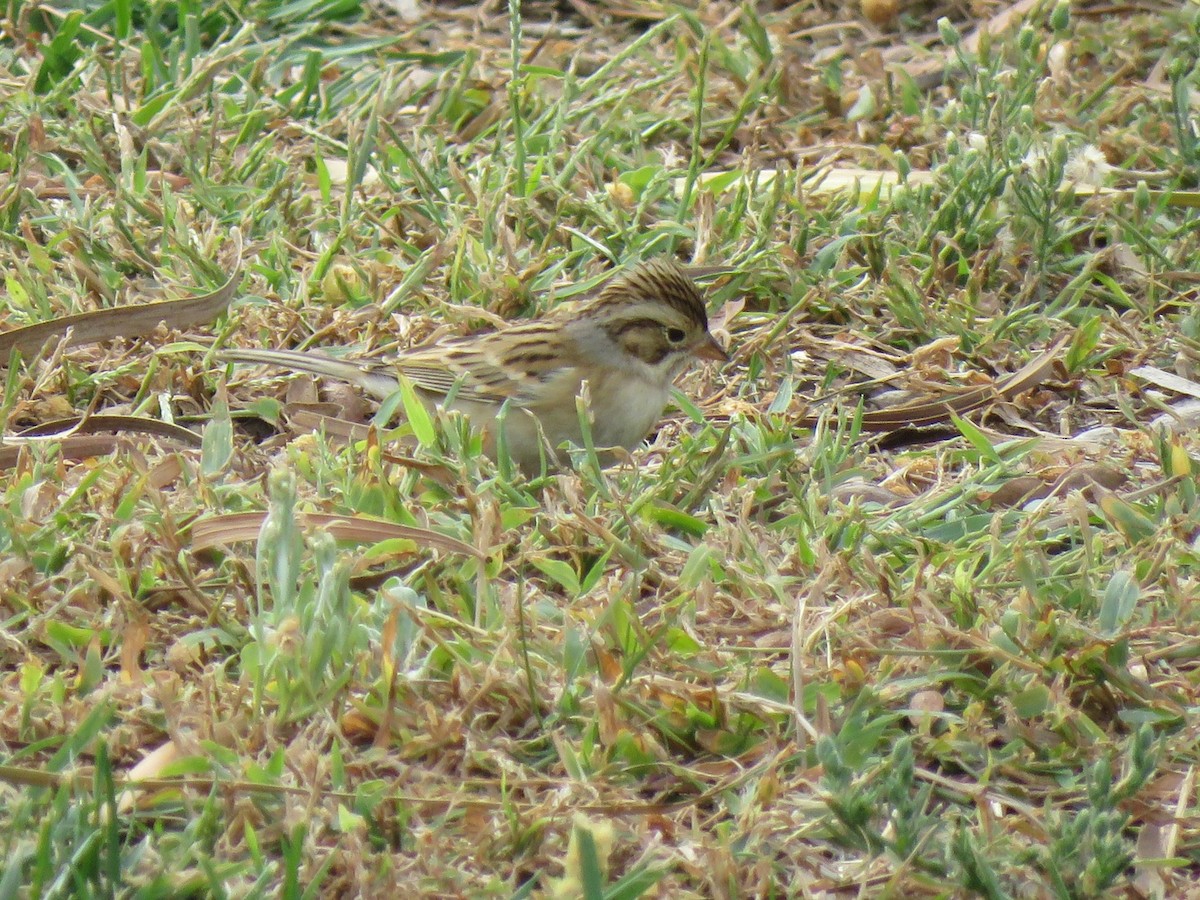 Clay-colored Sparrow - ML645074888