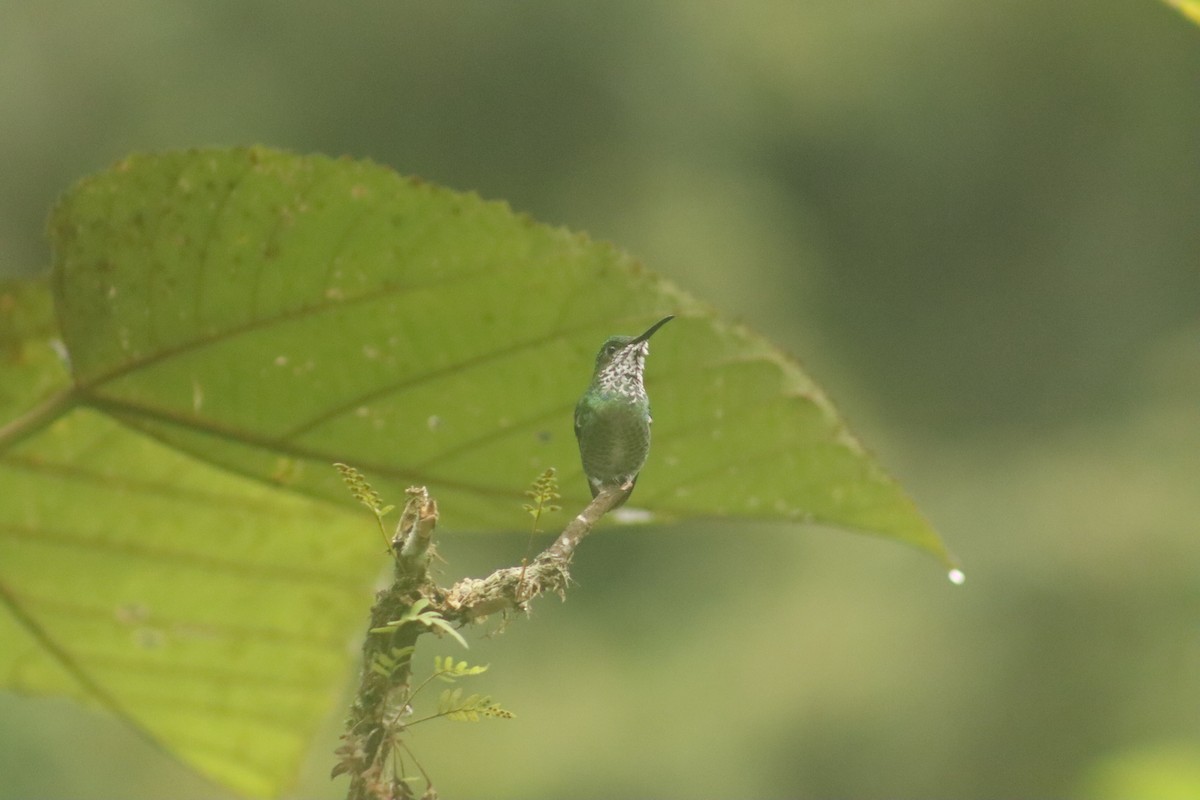 Green-crowned Brilliant - ML645074889