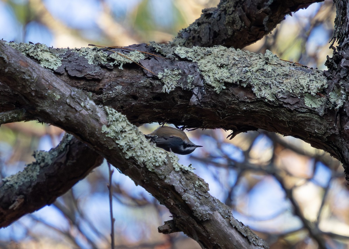 Red-breasted Nuthatch - ML645074892
