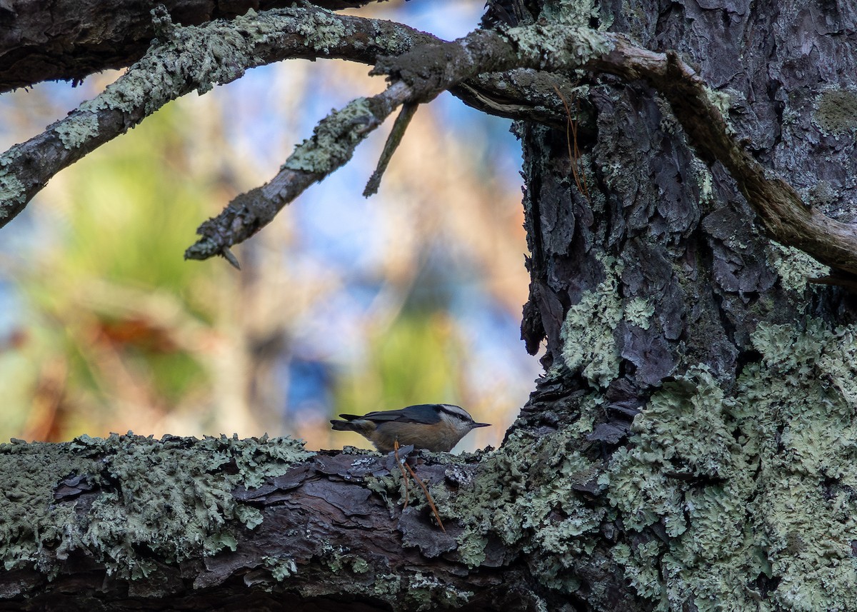 Red-breasted Nuthatch - ML645074893