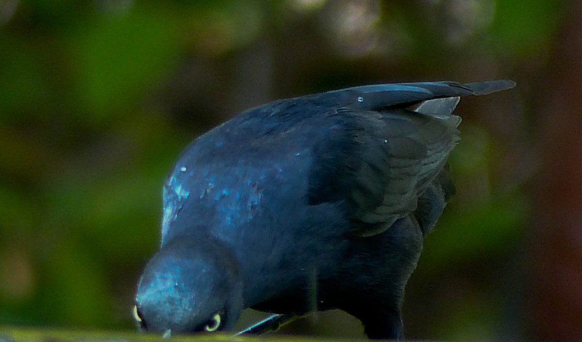 Greater Antillean Grackle - ML645074894
