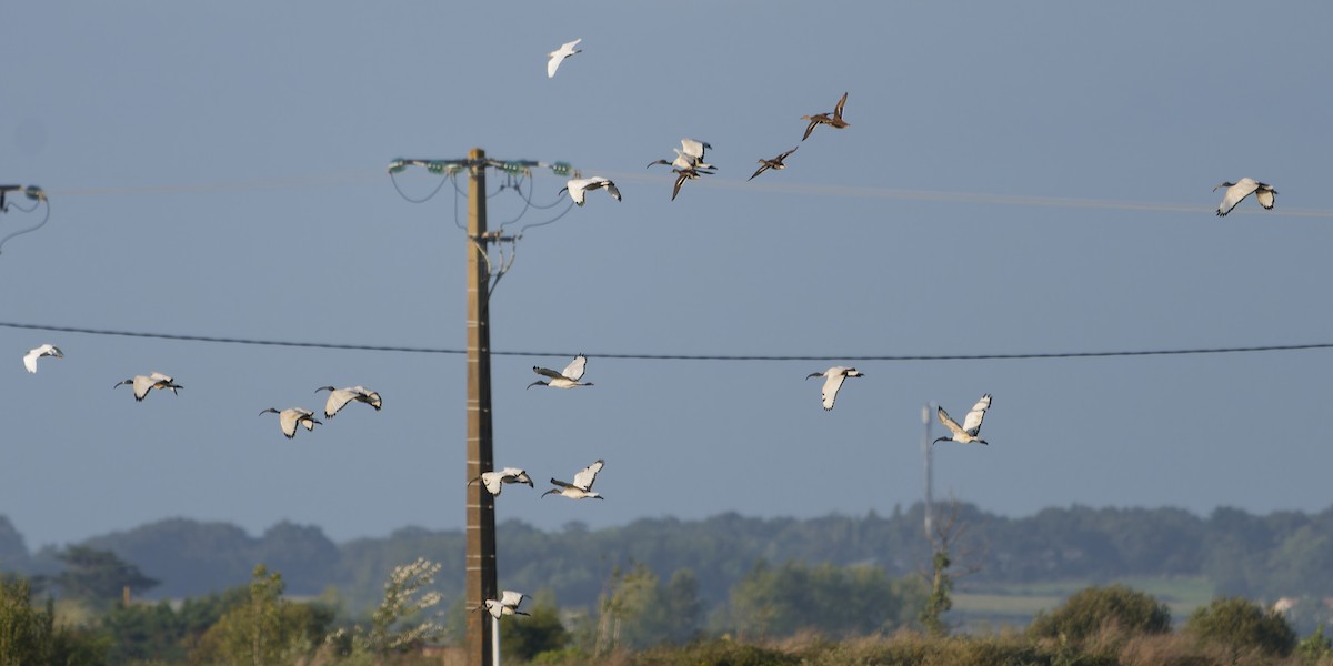 African Sacred Ibis - ML645074895