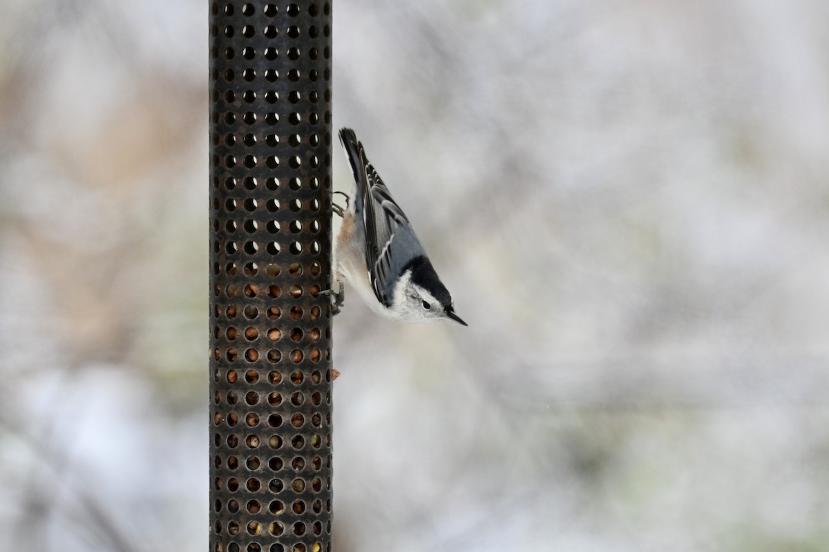 White-breasted Nuthatch - ML645074899