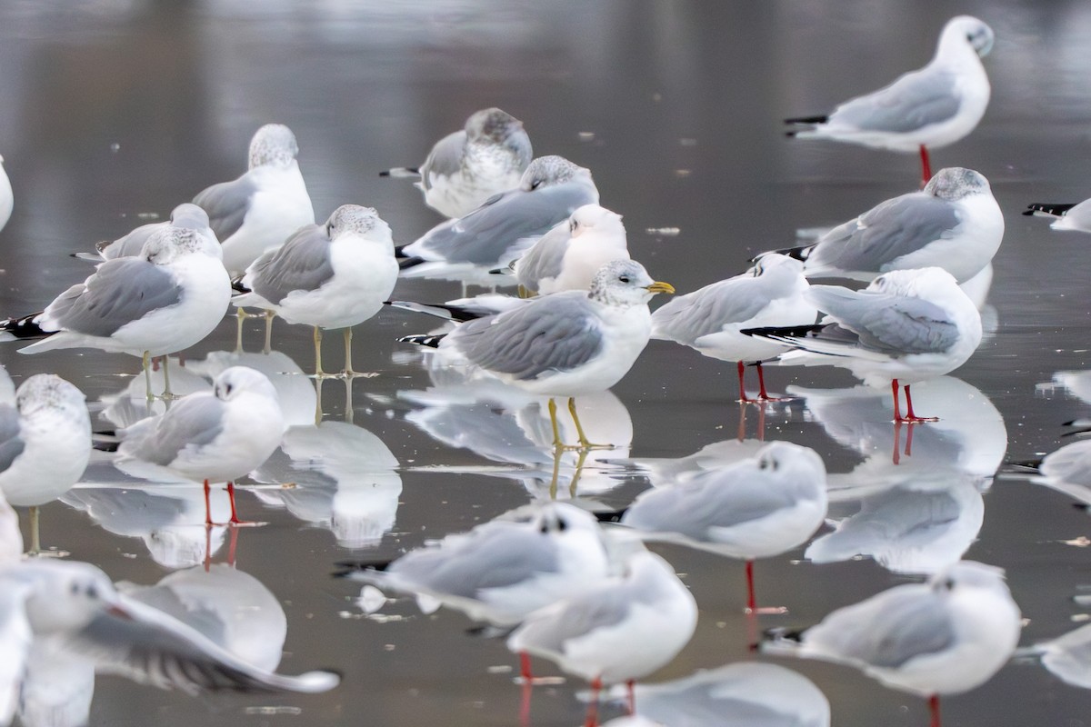 Common Gull - ML645074912