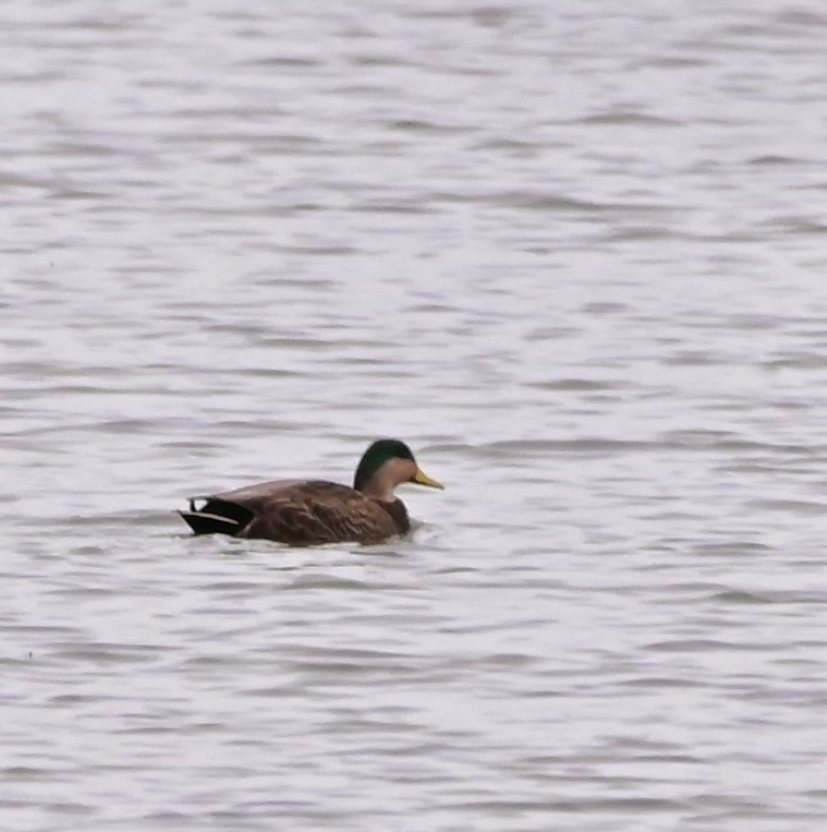 kachna divoká x tmavá (hybrid) - ML645074914
