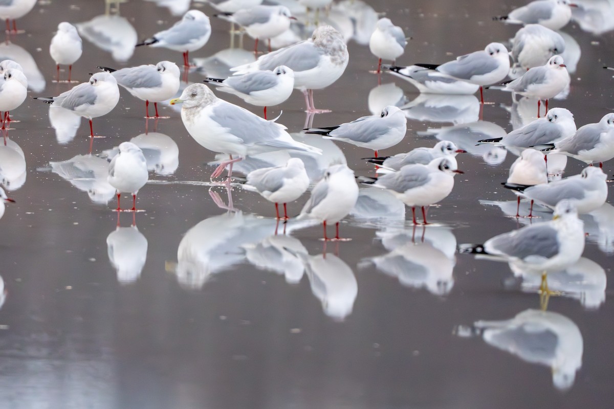Iceland Gull - ML645074939