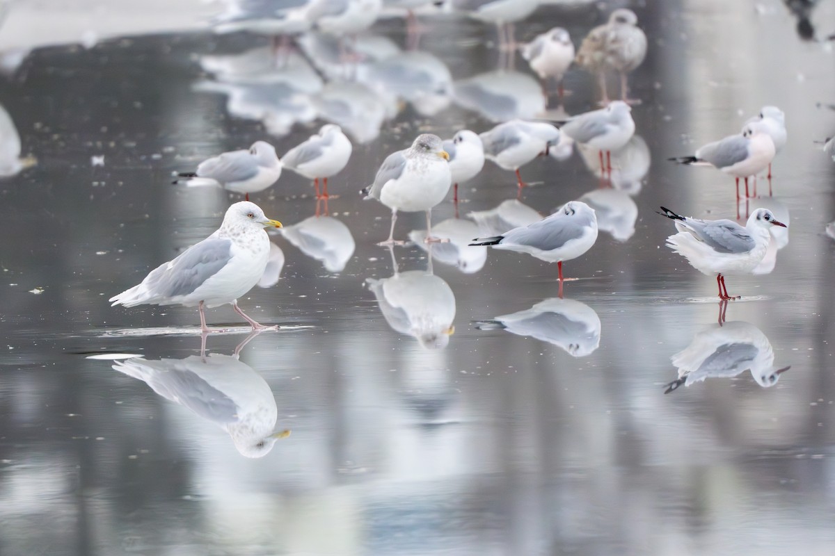 Iceland Gull - ML645074940