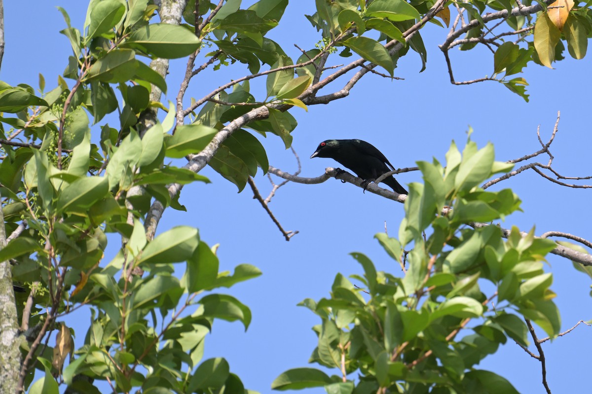 Красноглазый скворец - ML645074954