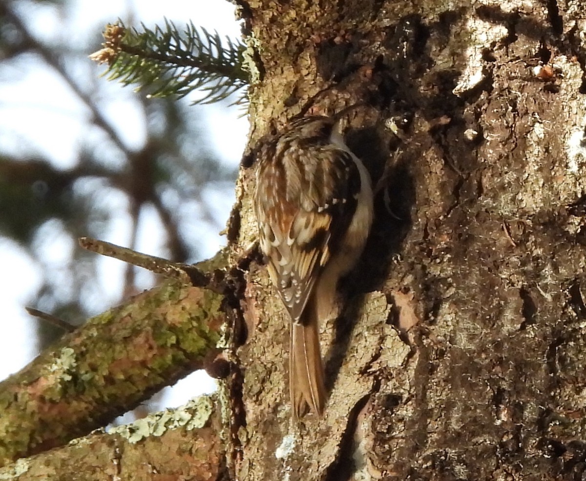 Brown Creeper - ML645074964